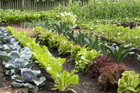 How does Vegetable Blend F fit into your Daily Goals - calories, carbs, nutrition
