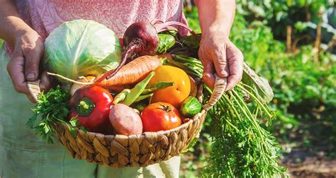 How does Vegetable Harvest fit into your Daily Goals - calories, carbs, nutrition