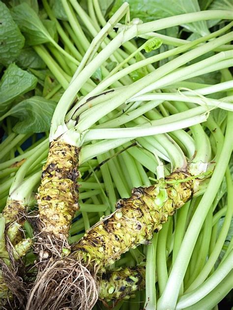 How does Wasabi Ginger fit into your Daily Goals - calories, carbs, nutrition