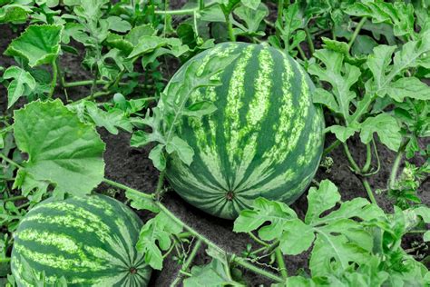 How does Watermelon & Feta Salad (10485.3) fit into your Daily Goals - calories, carbs, nutrition