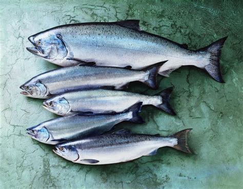 How does Wild Alaskan Salmon fit into your Daily Goals - calories, carbs, nutrition