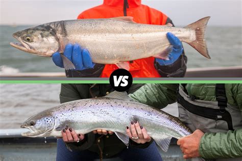 How does Wild Alaskan Sockeye Salmon fit into your Daily Goals - calories, carbs, nutrition
