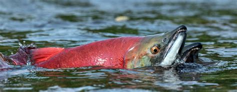 How does Wild Sockeye Salmon fit into your Daily Goals - calories, carbs, nutrition