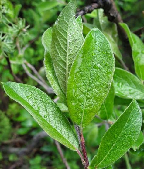 How does Willow - Young leaves, chopped (Alaska Native) fit into your Daily Goals - calories, carbs, nutrition