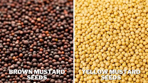How does Yellow Mustard (47957.10) fit into your Daily Goals - calories, carbs, nutrition