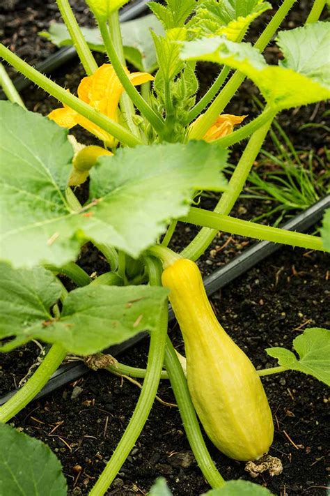 How does Yellow Squash fit into your Daily Goals - calories, carbs, nutrition