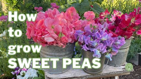 How does Young Sweet Peas fit into your Daily Goals - calories, carbs, nutrition