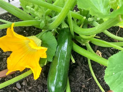 How does Zucchini and Tomatoes fit into your Daily Goals - calories, carbs, nutrition