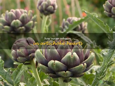 How many calories are in artichoke hearts (65273.0) - calories, carbs, nutrition