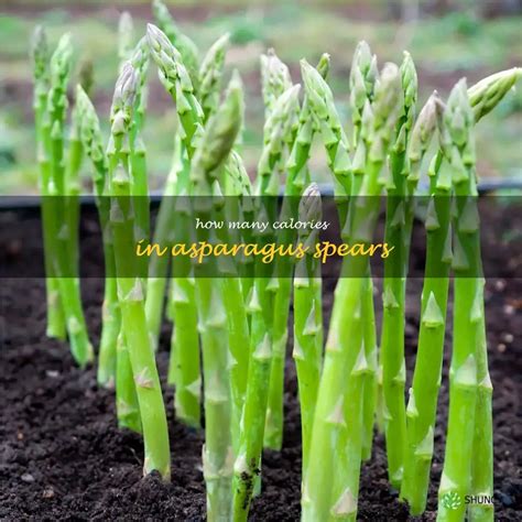 How many calories are in asparagus spears - calories, carbs, nutrition