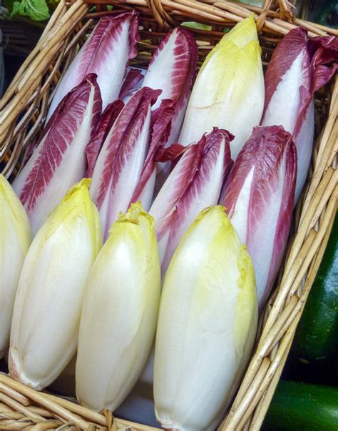 How many calories are in belgian endive chiffonade 1 oz - calories, carbs, nutrition