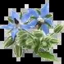 How many calories are in borage - cooked, boiled, drained, with salt - calories, carbs, nutrition