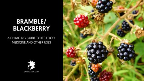 How many calories are in bramble country - calories, carbs, nutrition