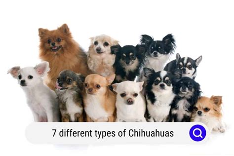 How many calories are in chihuahua dog - calories, carbs, nutrition