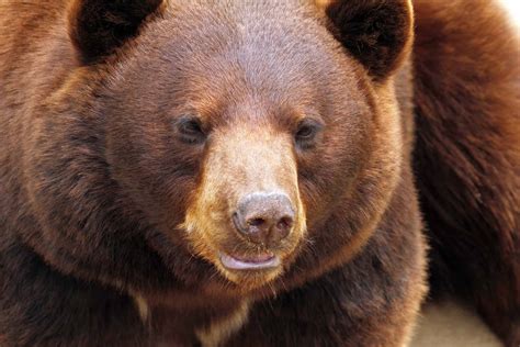 How many calories are in cinnamon bears - calories, carbs, nutrition