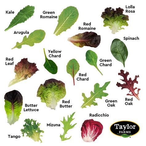 How many calories are in lettuce mixed greens winter 1 oz - calories, carbs, nutrition