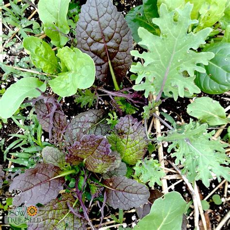 How many calories are in mixed greens with mesclun - calories, carbs, nutrition