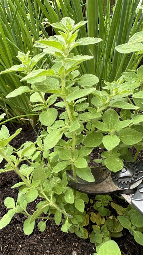How many calories are in oregano fresh stemmed 1 tsp - calories, carbs, nutrition