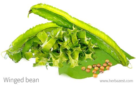 How many calories are in winged bean leaves - raw - calories, carbs, nutrition