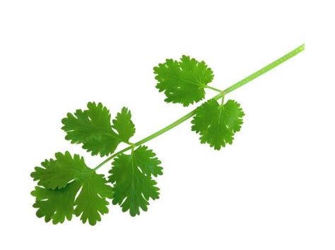 How many carbs are in cilantro leaf 1 tsp - calories, carbs, nutrition