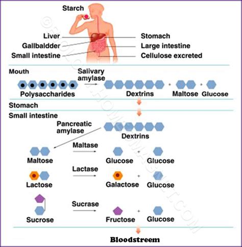 How many carbs are in digestive health - calories, carbs, nutrition