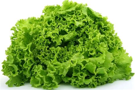 How many carbs are in escarole, romaine & red leaf lettuce - calories, carbs, nutrition