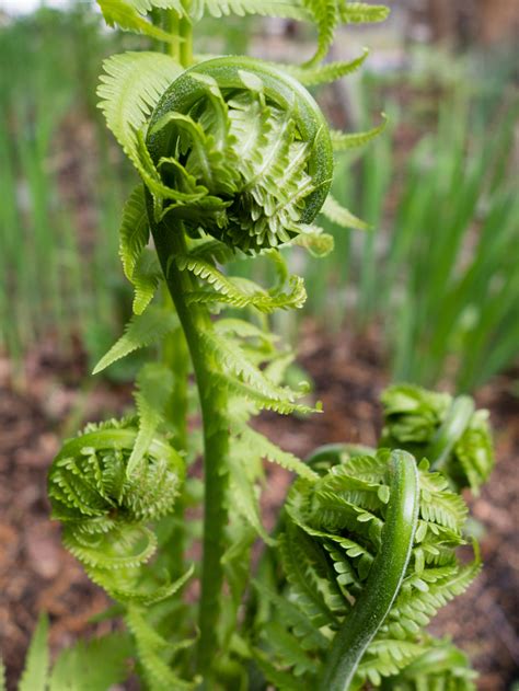 How many carbs are in fiddlehead ferns - calories, carbs, nutrition