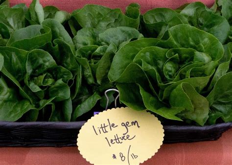 How many carbs are in little gem lettuce - calories, carbs, nutrition