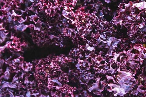 How many carbs are in lollo rosso - calories, carbs, nutrition