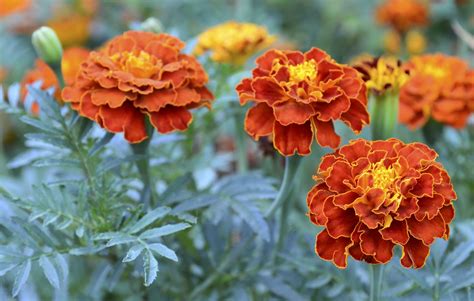 How many carbs are in marigold - calories, carbs, nutrition