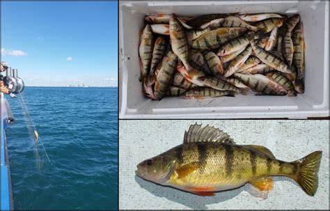 How many carbs are in michigan perch - calories, carbs, nutrition