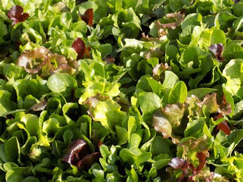 How many carbs are in mixed greens with mesclun - calories, carbs, nutrition