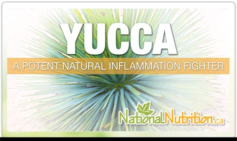 How many carbs are in roast yucca - calories, carbs, nutrition