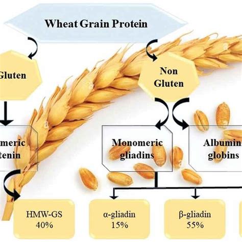 How many protein are in all american on whole wheat thin (34303.1) - calories, carbs, nutrition