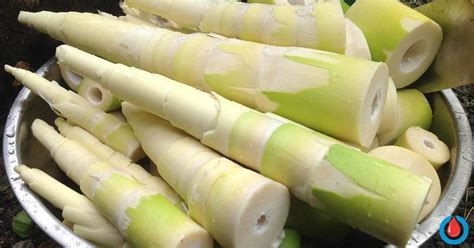 How many protein are in bamboo shoots (62341.2) - calories, carbs, nutrition