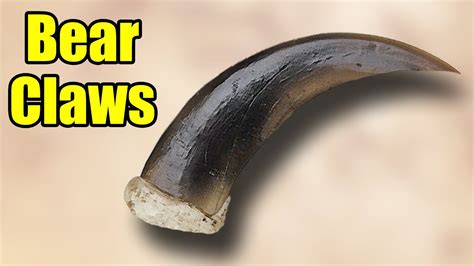 How many protein are in bear claw - calories, carbs, nutrition