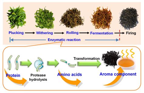 How many protein are in black tea - calories, carbs, nutrition