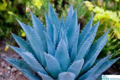 How many protein are in blue agave - calories, carbs, nutrition