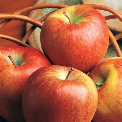 How many protein are in braeburn apple - 1 medium - calories, carbs, nutrition