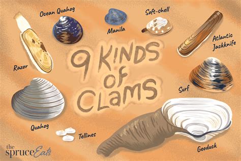 How many protein are in clams & winter vegetable with spicy slaw - calories, carbs, nutrition