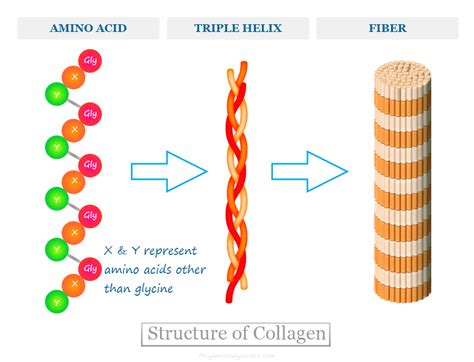 How many protein are in collagen - calories, carbs, nutrition