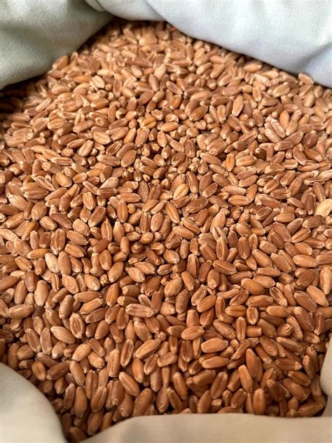 How many protein are in cooked wheat berries - calories, carbs, nutrition