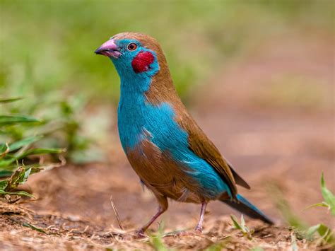 How many protein are in cordon bleu bird - calories, carbs, nutrition