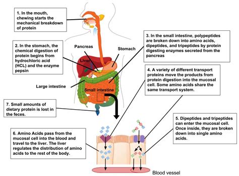 How many protein are in digestive health mix - calories, carbs, nutrition