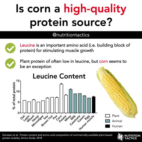 How many protein are in double corn & black bean muffins, traditional - calories, carbs, nutrition