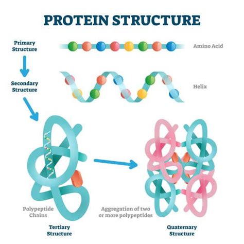 How many protein are in double x - calories, carbs, nutrition