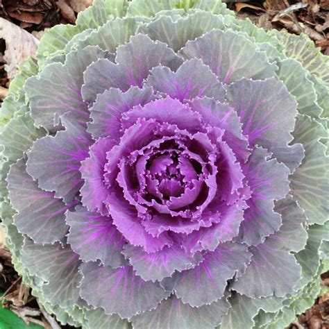 How many protein are in fresh flowering kale - calories, carbs, nutrition