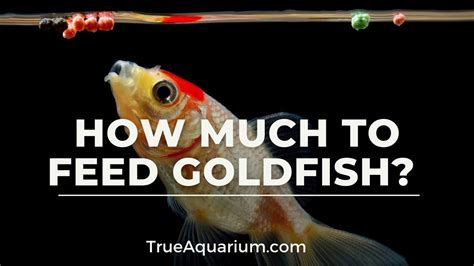 How many protein are in goldfish - calories, carbs, nutrition