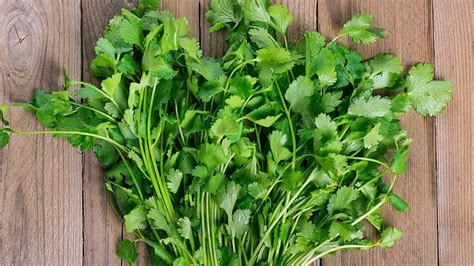 How many protein are in herb cilantro fresh - calories, carbs, nutrition