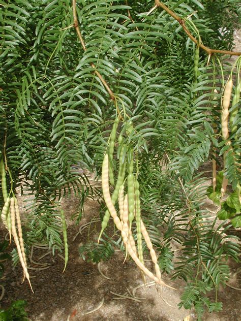 How many protein are in honey mesquite - calories, carbs, nutrition